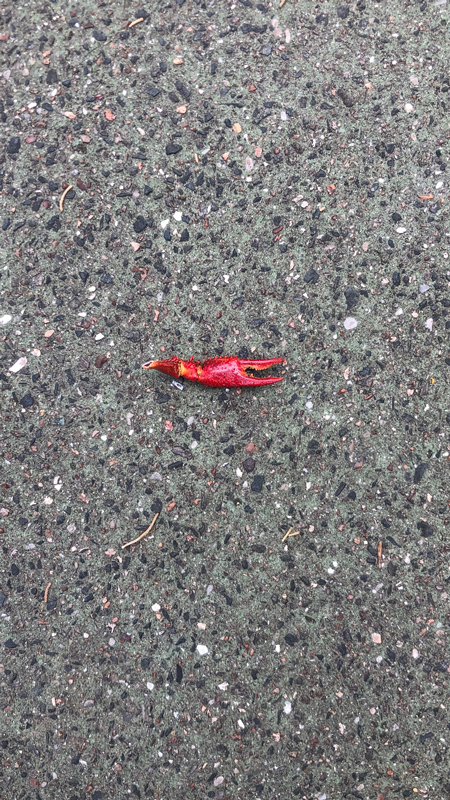 photo d'une pince de crabe sur le trottoir